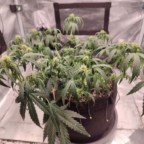 Green Gelato growlog timeline photo