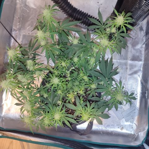 SUPER LEMON HAZE auto growlog timeline photo