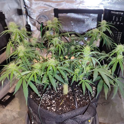 SUPER LEMON HAZE auto growlog timeline photo