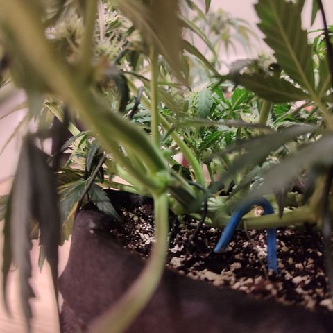 Green Gelato growlog timeline photo