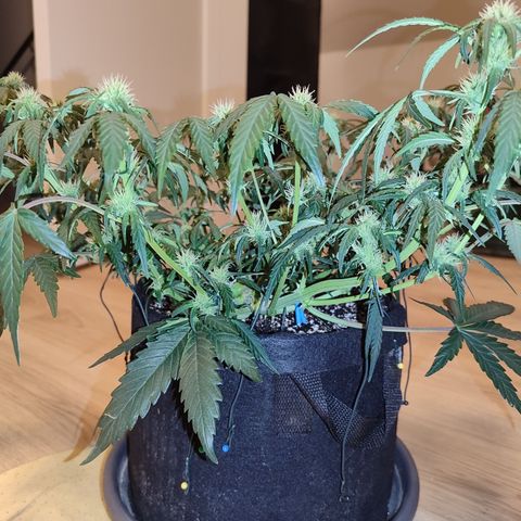 Green Gelato growlog timeline photo
