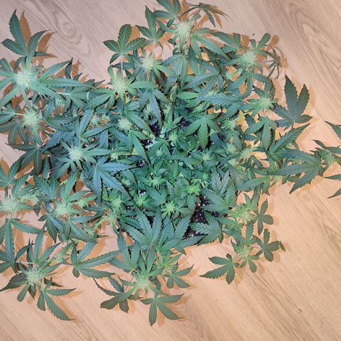 Green Gelato growlog timeline photo