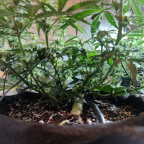 SUPER LEMON HAZE auto growlog timeline photo