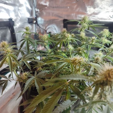 SUPER LEMON HAZE auto growlog timeline photo