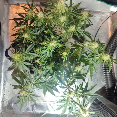 SUPER LEMON HAZE auto growlog timeline photo