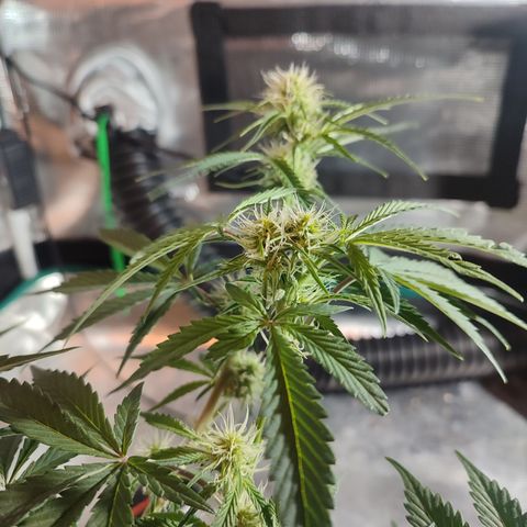 SUPER LEMON HAZE auto growlog timeline photo