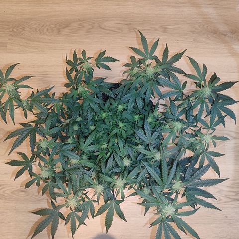 Green Gelato growlog timeline photo