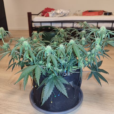 Green Gelato growlog timeline photo
