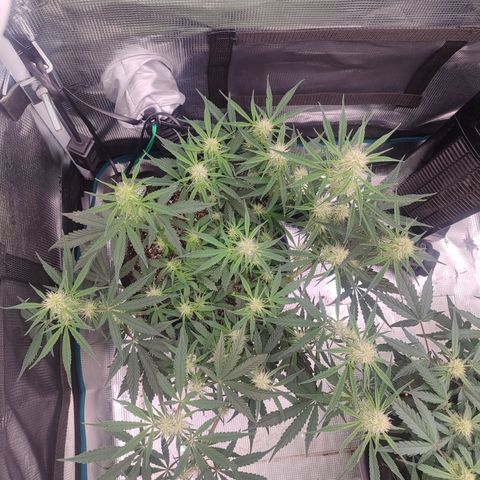 SUPER LEMON HAZE auto growlog timeline photo