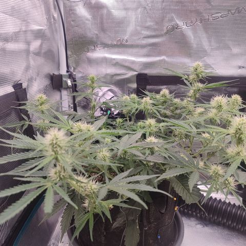 SUPER LEMON HAZE auto growlog timeline photo
