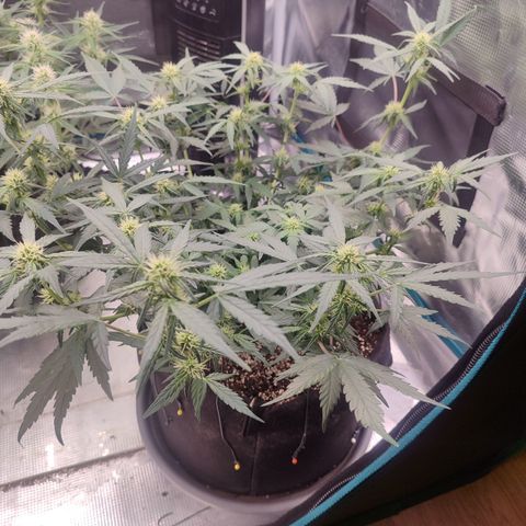 Green Gelato growlog timeline photo