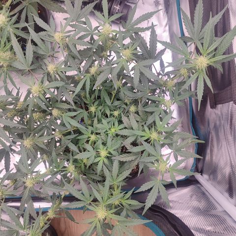 Green Gelato growlog timeline photo