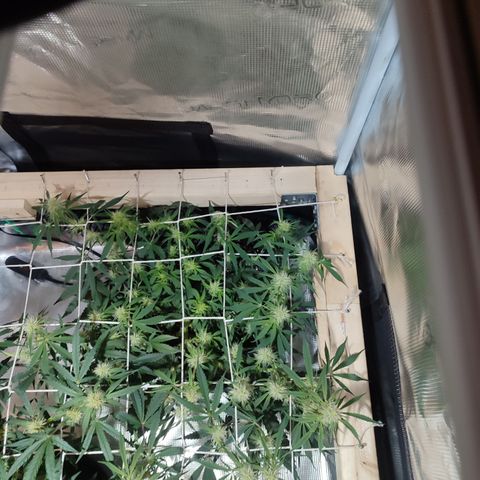 SUPER LEMON HAZE auto growlog timeline photo