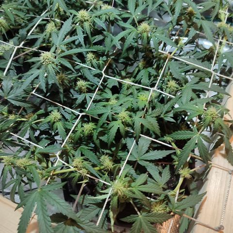 Green Gelato growlog timeline photo