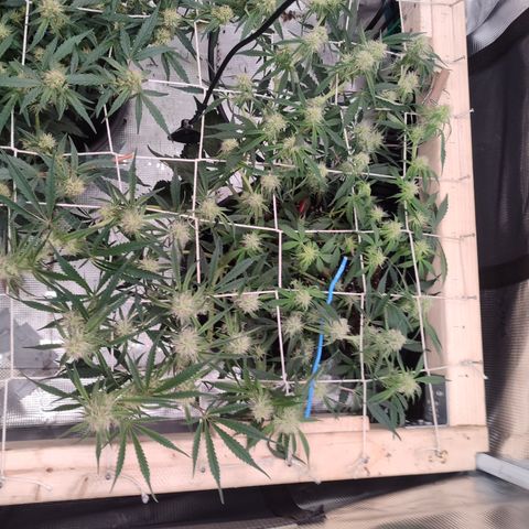 SUPER LEMON HAZE auto growlog timeline photo