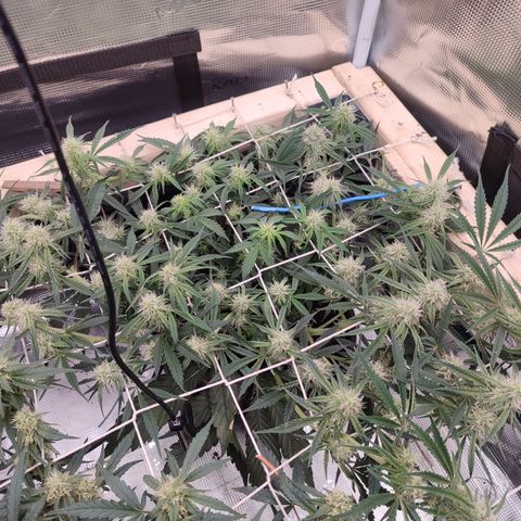 SUPER LEMON HAZE auto growlog timeline photo