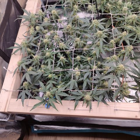 Green Gelato growlog timeline photo