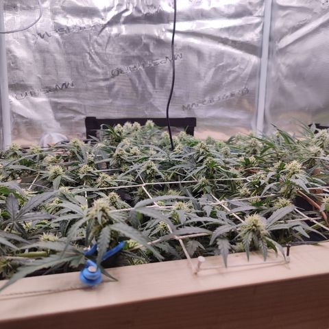 Green Gelato growlog timeline photo