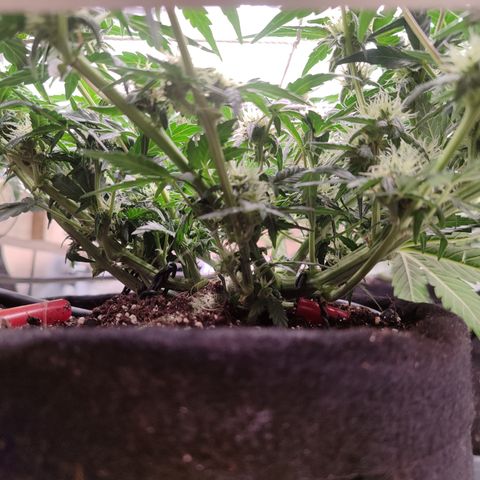 Green Gelato growlog timeline photo
