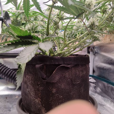 SUPER LEMON HAZE auto growlog timeline photo