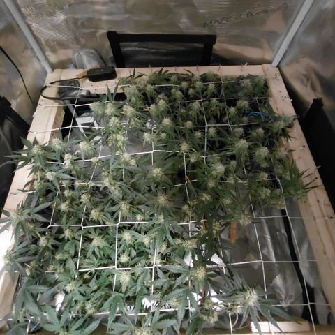SUPER LEMON HAZE auto growlog timeline photo