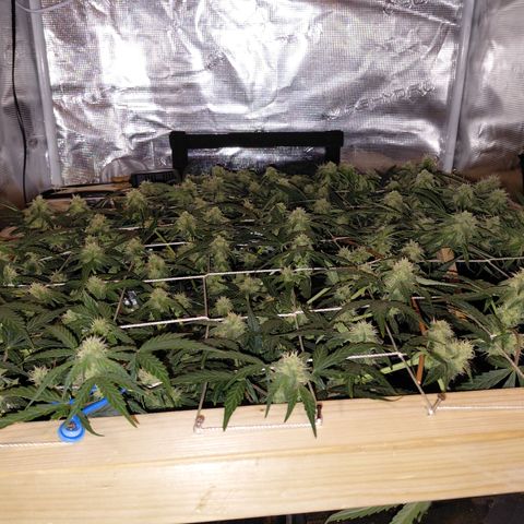 SUPER LEMON HAZE auto growlog timeline photo