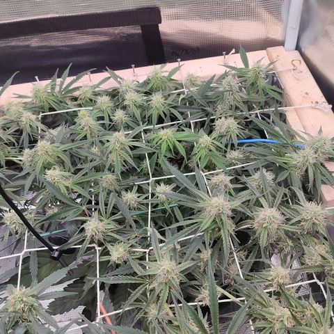 SUPER LEMON HAZE auto growlog timeline photo