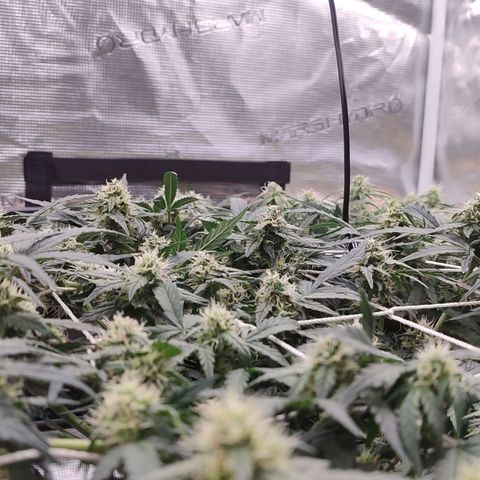 SUPER LEMON HAZE auto growlog timeline photo