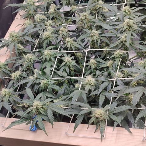 Green Gelato growlog timeline photo