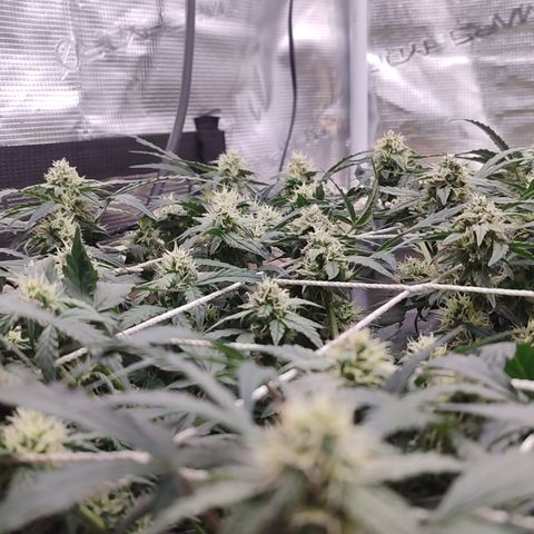 Green Gelato growlog timeline photo