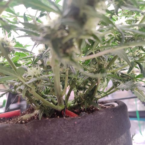 Green Gelato growlog timeline photo