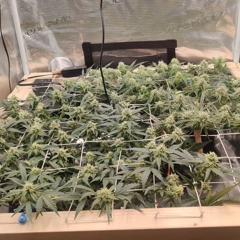 SUPER LEMON HAZE auto growlog timeline photo