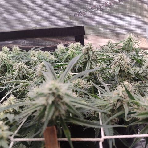 SUPER LEMON HAZE auto growlog timeline photo