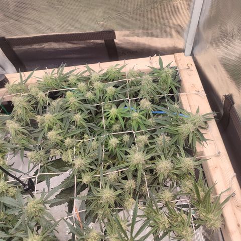 SUPER LEMON HAZE auto growlog timeline photo