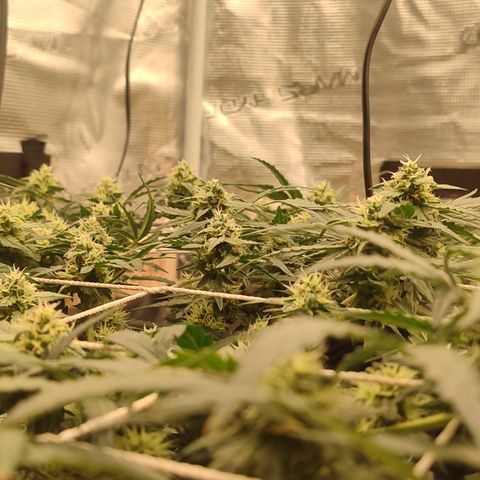 Green Gelato growlog timeline photo