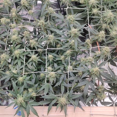 Green Gelato growlog timeline photo