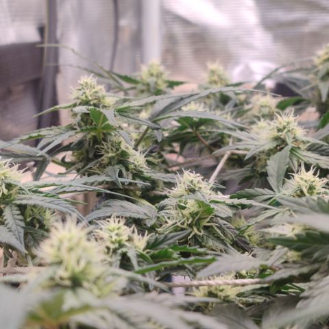 Green Gelato growlog timeline photo