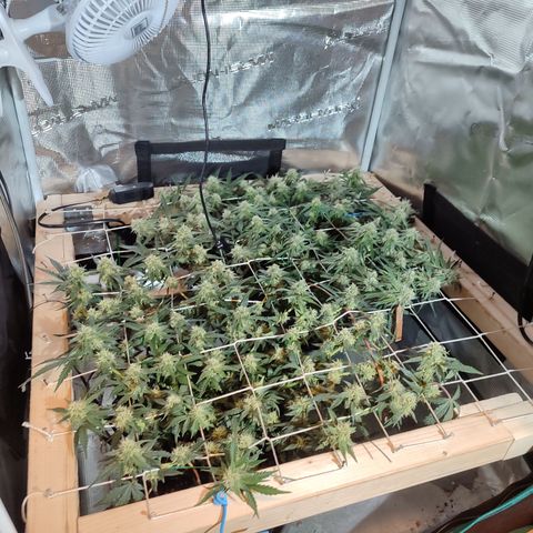 SUPER LEMON HAZE auto growlog timeline photo