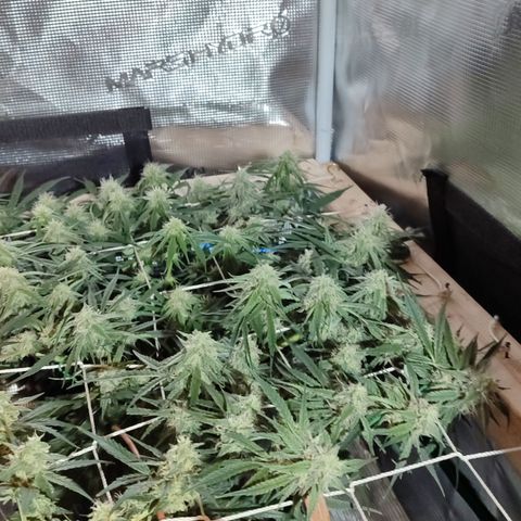 SUPER LEMON HAZE auto growlog timeline photo