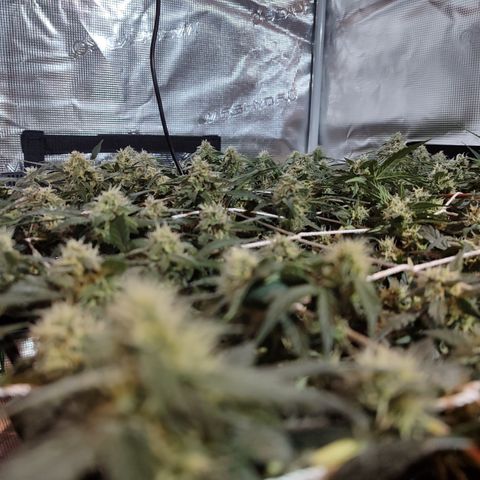 Green Gelato growlog timeline photo