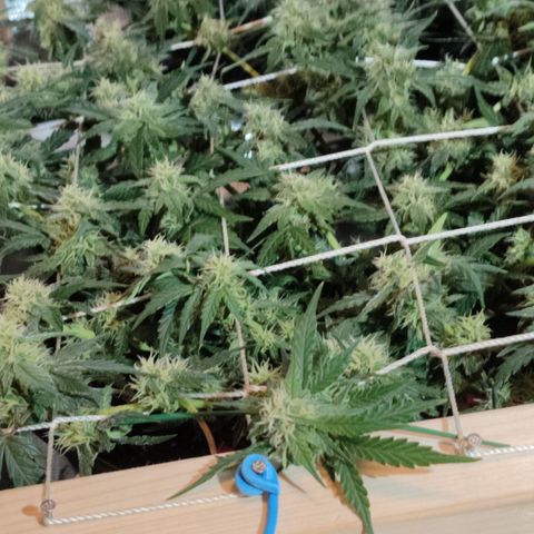 Green Gelato growlog timeline photo