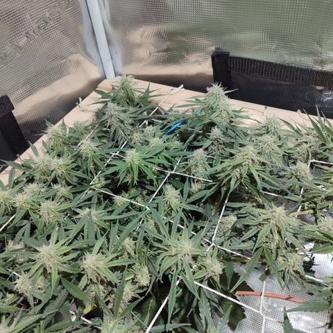 SUPER LEMON HAZE auto growlog timeline photo