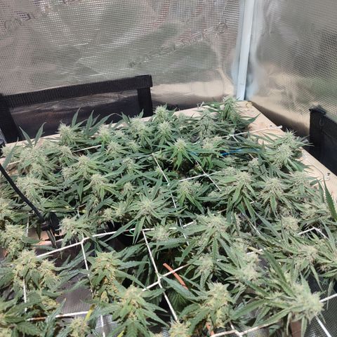 SUPER LEMON HAZE auto growlog timeline photo