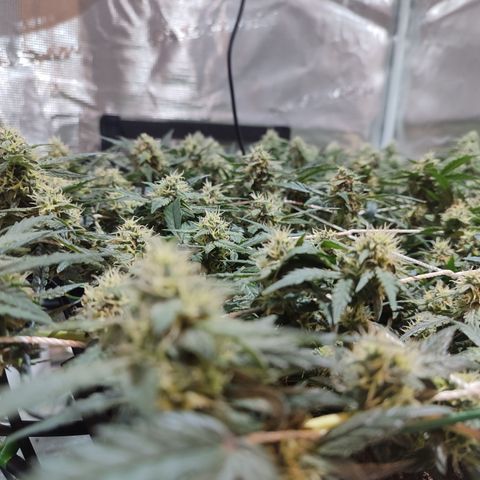 Green Gelato growlog timeline photo
