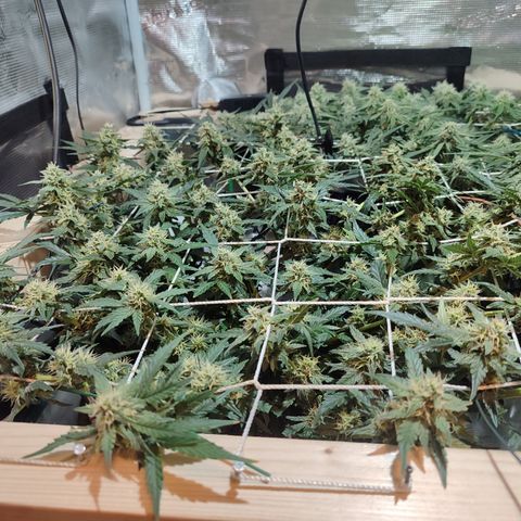 Green Gelato growlog timeline photo