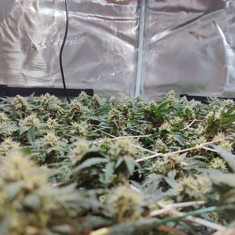 Green Gelato growlog timeline photo