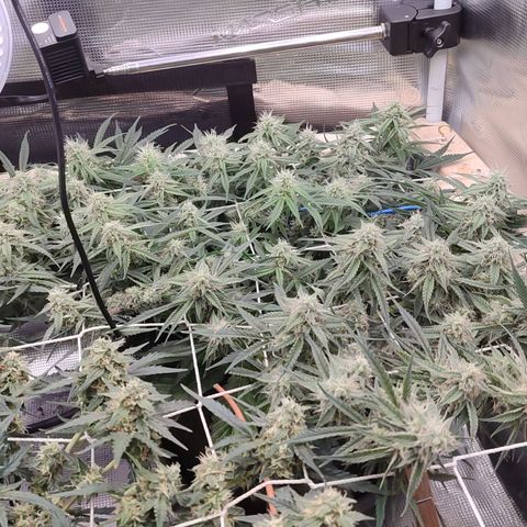 SUPER LEMON HAZE auto growlog timeline photo