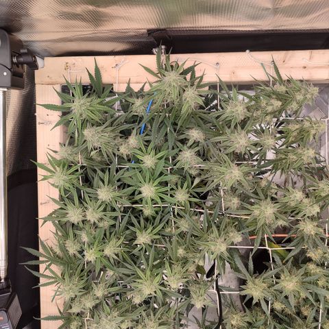 SUPER LEMON HAZE auto growlog timeline photo