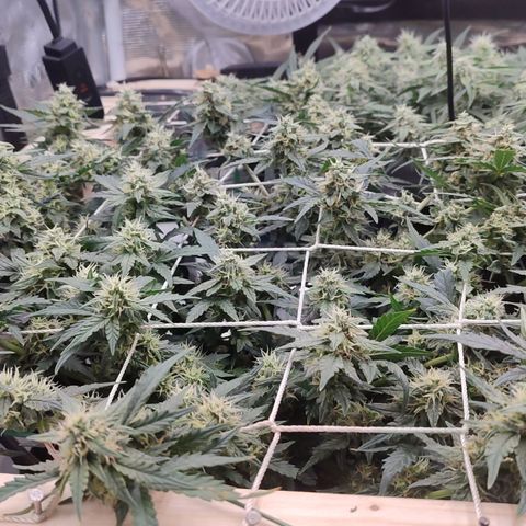 Green Gelato growlog timeline photo