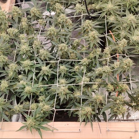 Green Gelato growlog timeline photo